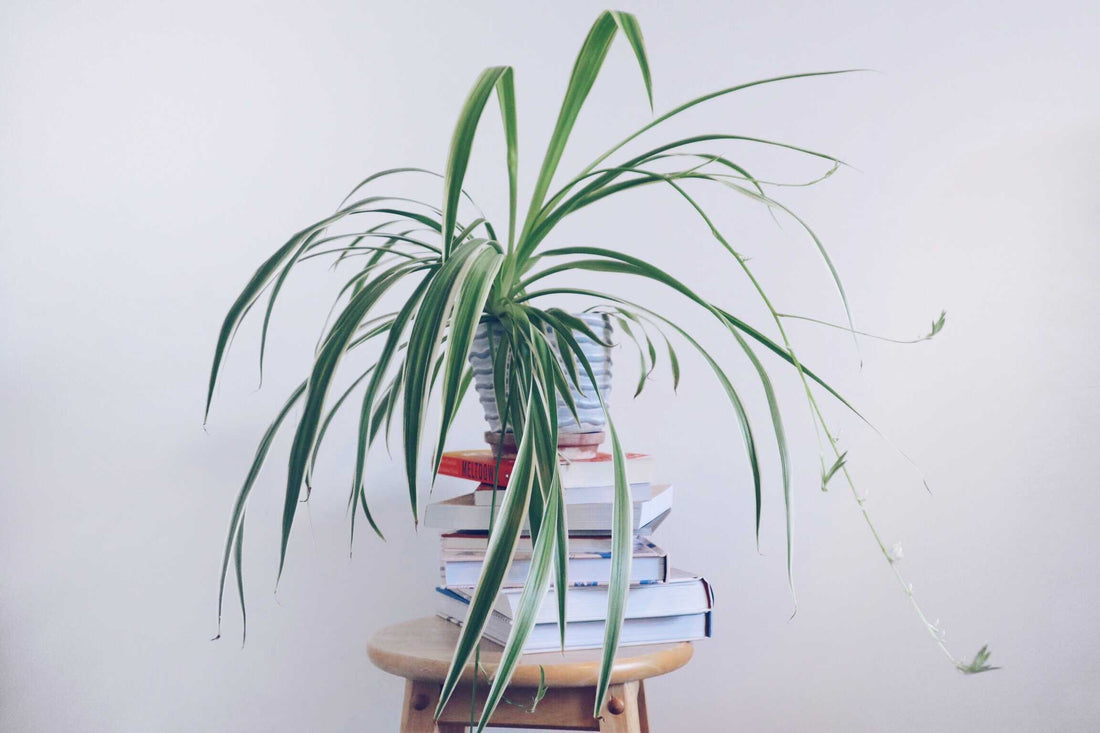 Lockdown Logs #2: The Story Behind My Spider Plant